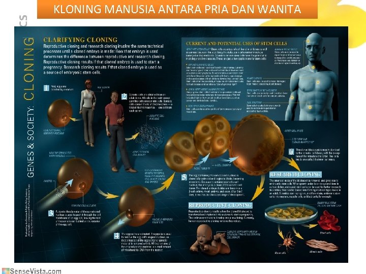 KLONING MANUSIA ANTARA PRIA DAN WANITA 