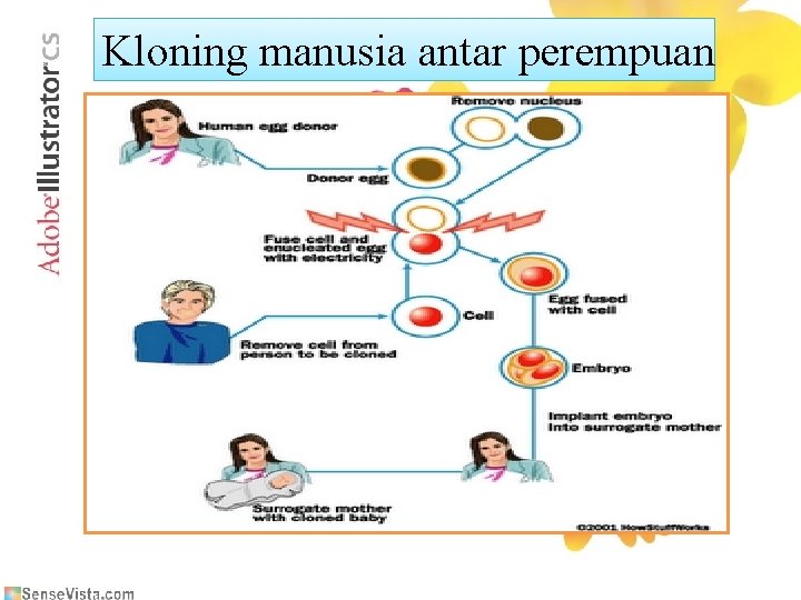 Kloning manusia antar perempuan 