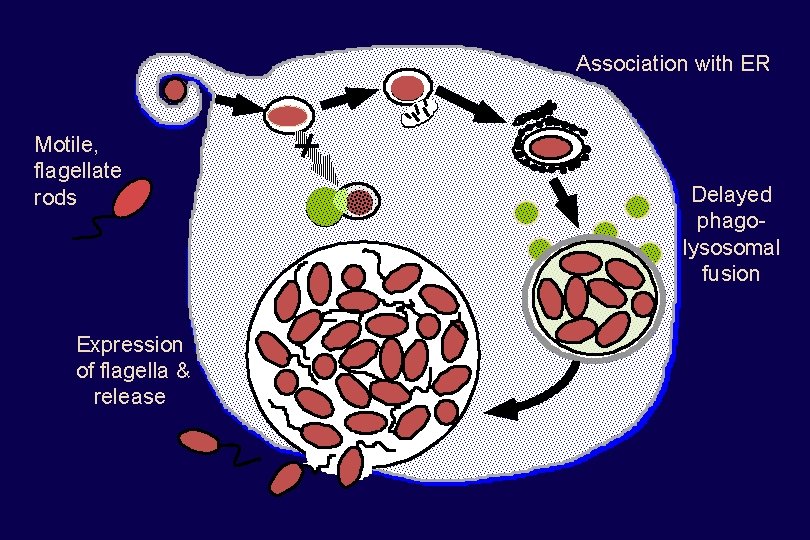 Association with ER Motile, flagellate rods Expression of flagella & release Delayed phagolysosomal fusion