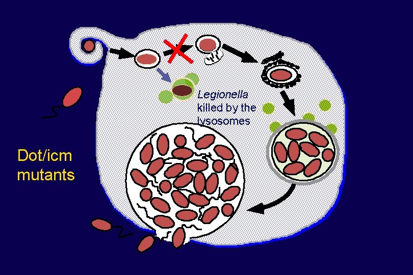 Legionella killed by the lysosomes Dot/icm mutants 