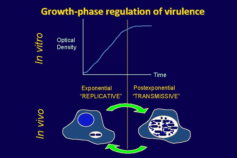 In vitro Growth-phase regulation of virulence Optical Density Time In vivo Exponential “REPLICATIVE” Postexponential