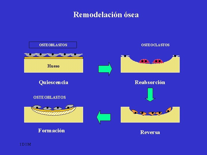 Remodelación ósea OSTEOBLASTOS OSTEOCLASTOS Hueso Quiescencia Reabsorción OSTEOBLASTOS Formación IDIM Reversa 