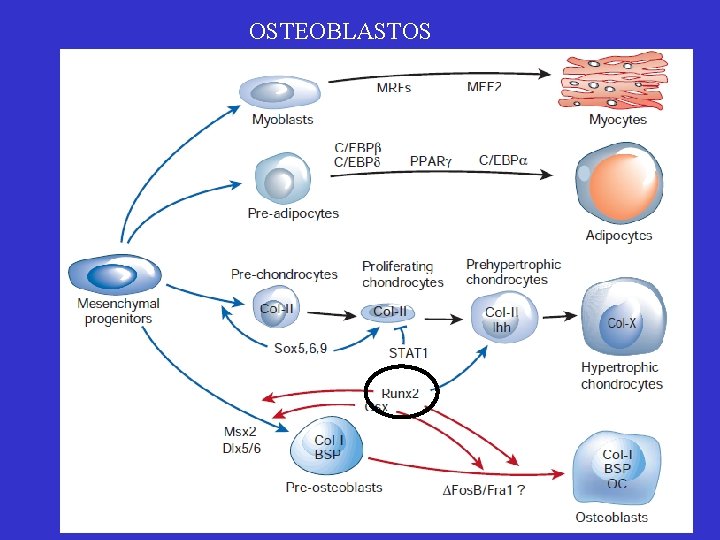 OSTEOBLASTOS 