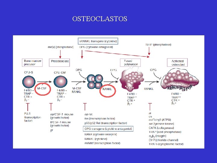 OSTEOCLASTOS 