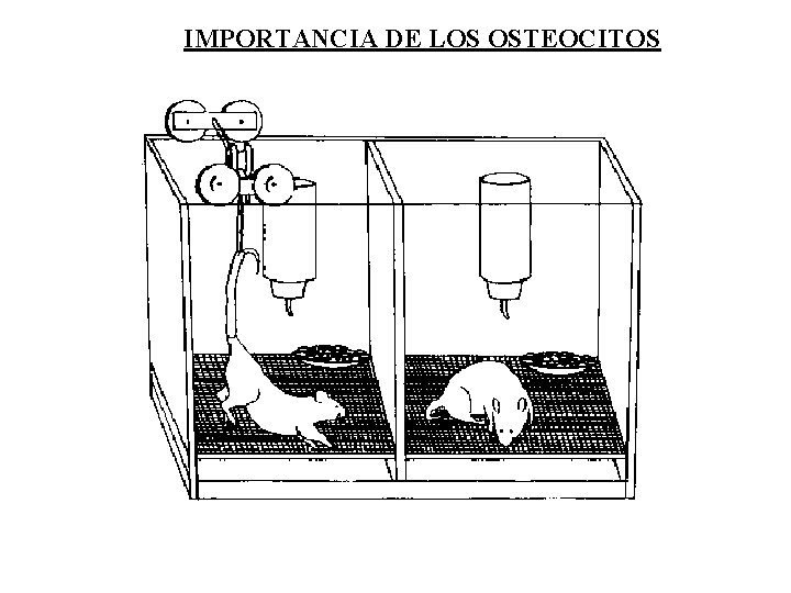 IMPORTANCIA DE LOS OSTEOCITOS 