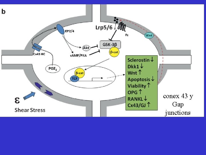 conex 43 y Gap junctions 