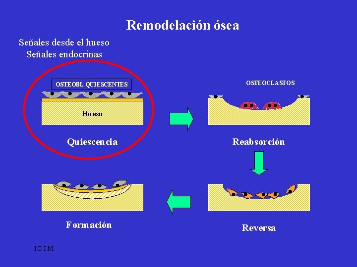 Remodelación ósea Señales desde el hueso Señales endocrinas OSTEOBL QUIESCENTES OSTEOCLASTOS Hueso IDIM Quiescencia