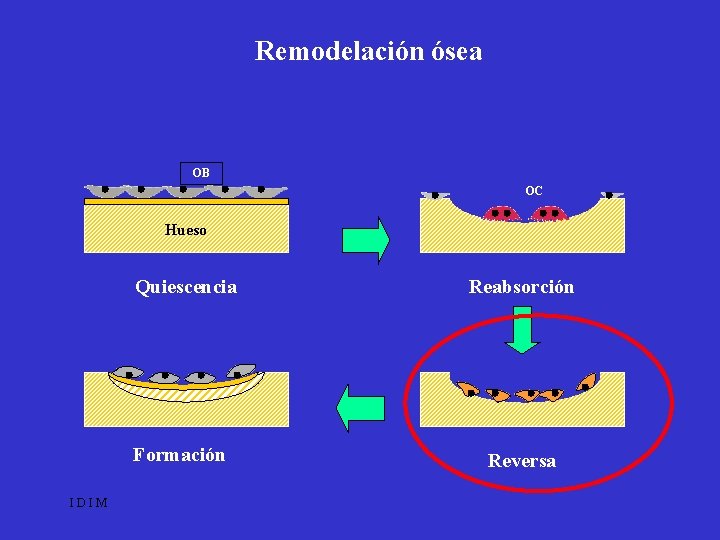 Remodelación ósea OB OC Hueso IDIM Quiescencia Reabsorción Formación Reversa 