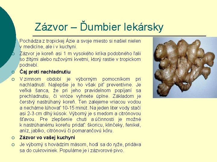 Zázvor – Ďumbier lekársky ¡ ¡ ¡ Pochádza z tropickej Ázie a svoje miesto