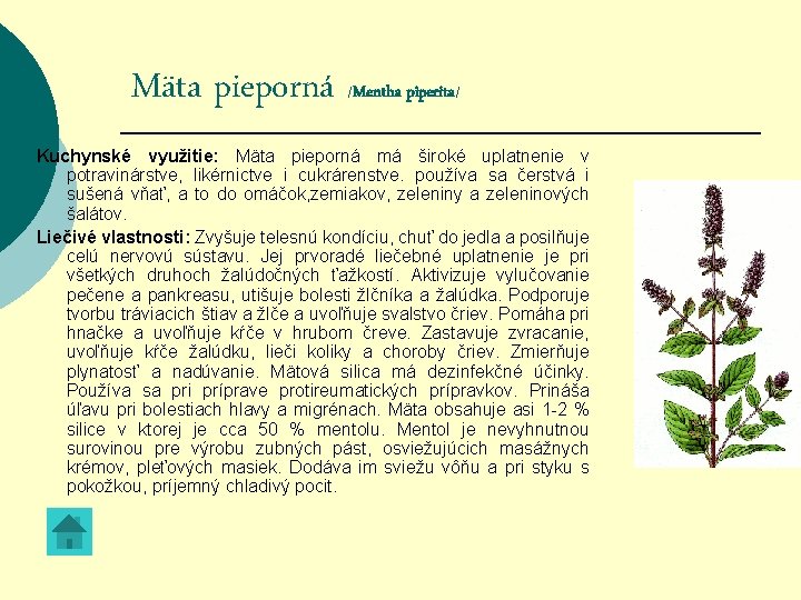 Mäta pieporná /Mentha piperita/ Kuchynské využitie: Mäta pieporná má široké uplatnenie v potravinárstve, likérnictve