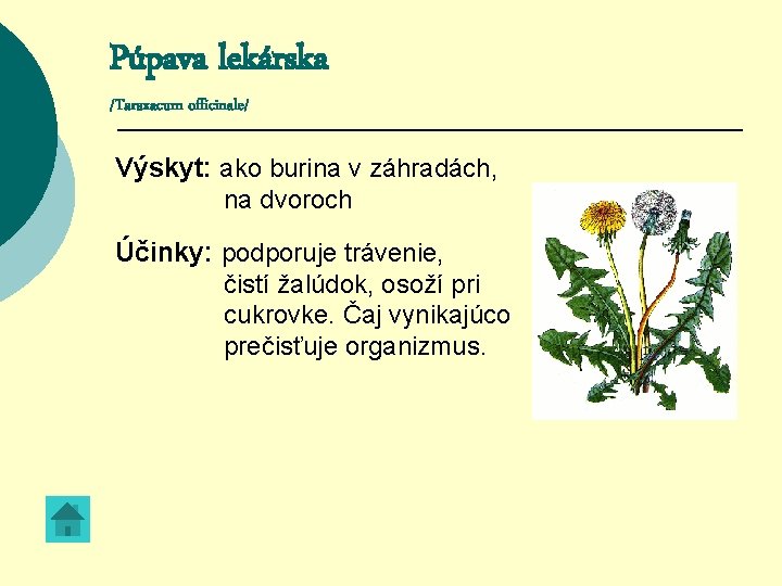 Púpava lekárska /Taraxacum officinale/ Výskyt: ako burina v záhradách, na dvoroch Účinky: podporuje trávenie,