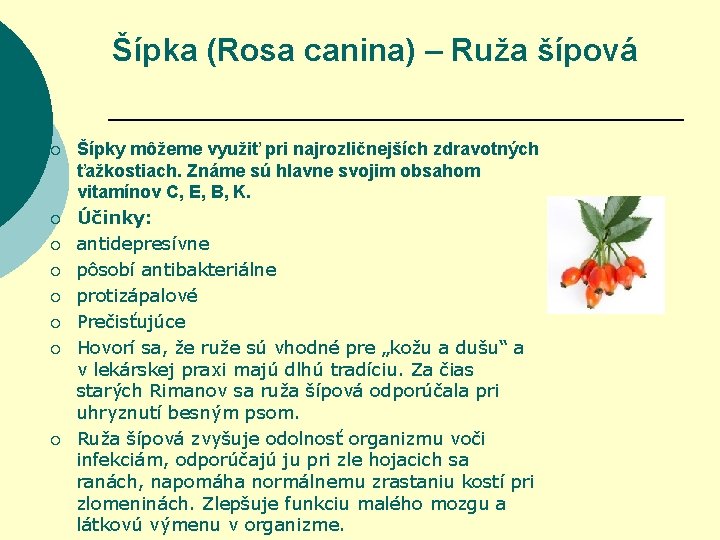 Šípka (Rosa canina) – Ruža šípová ¡ ¡ ¡ ¡ Šípky môžeme využiť pri