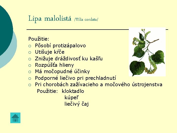 Lipa malolistá /Tilia cordata/ Použitie: ¡ Pôsobí protizápalovo ¡ Utišuje kŕče ¡ Znižuje dráždivosť