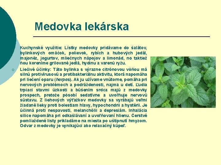 Medovka lekárska ¡ ¡ Kuchynské využitie: Lístky medovky pridávame do šalátov, bylinkových omáčok, polievok,