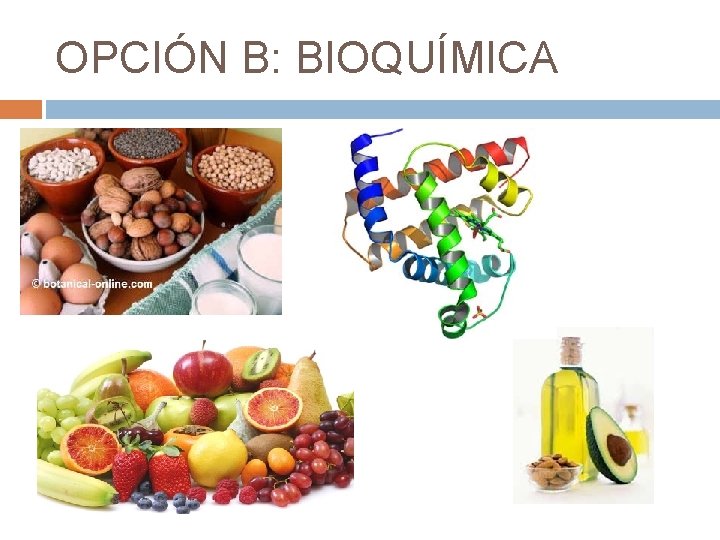 OPCIÓN B: BIOQUÍMICA IM 
