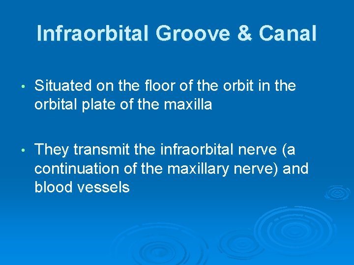 Infraorbital Groove & Canal • Situated on the floor of the orbit in the