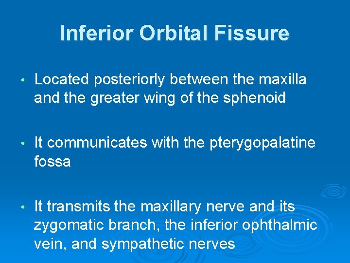 Inferior Orbital Fissure • Located posteriorly between the maxilla and the greater wing of