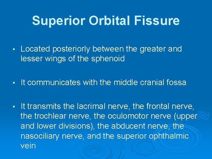 Superior Orbital Fissure • Located posteriorly between the greater and lesser wings of the