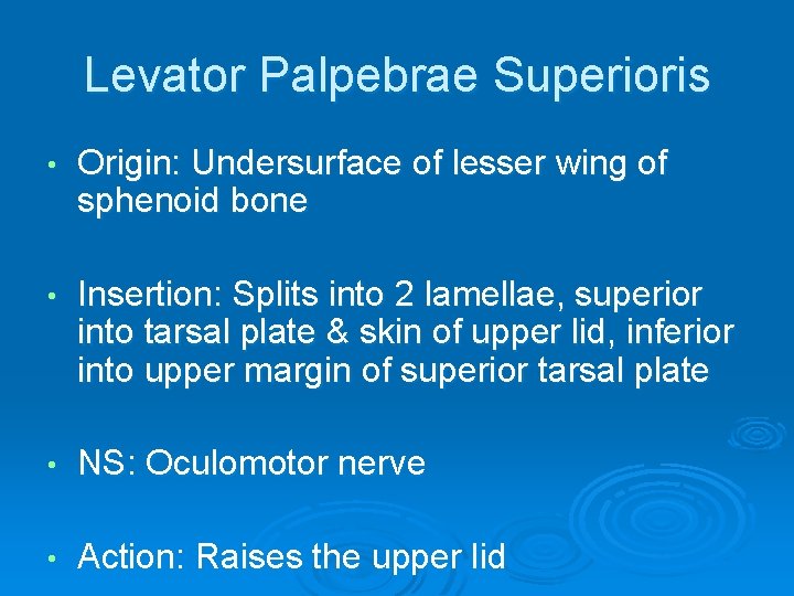 Levator Palpebrae Superioris • Origin: Undersurface of lesser wing of sphenoid bone • Insertion: