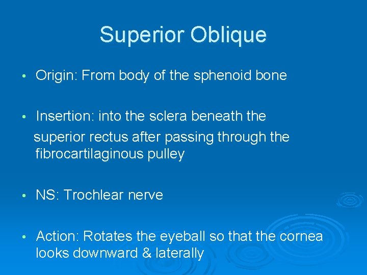 Superior Oblique • Origin: From body of the sphenoid bone • Insertion: into the