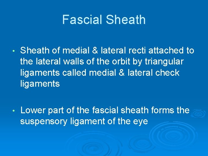 Fascial Sheath • Sheath of medial & lateral recti attached to the lateral walls