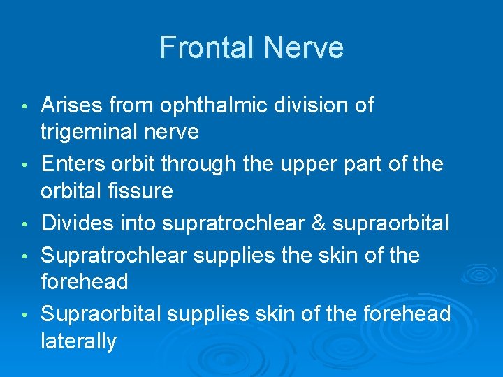 Frontal Nerve • • • Arises from ophthalmic division of trigeminal nerve Enters orbit