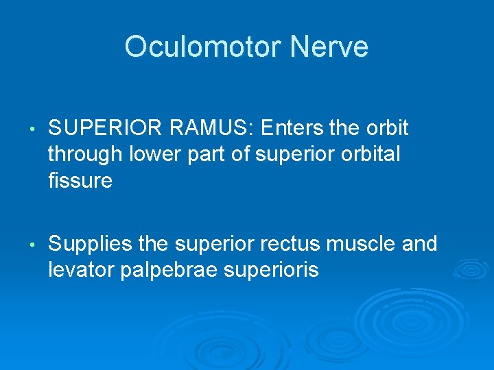 Oculomotor Nerve • SUPERIOR RAMUS: Enters the orbit through lower part of superior orbital
