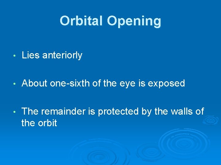 Orbital Opening • Lies anteriorly • About one-sixth of the eye is exposed •