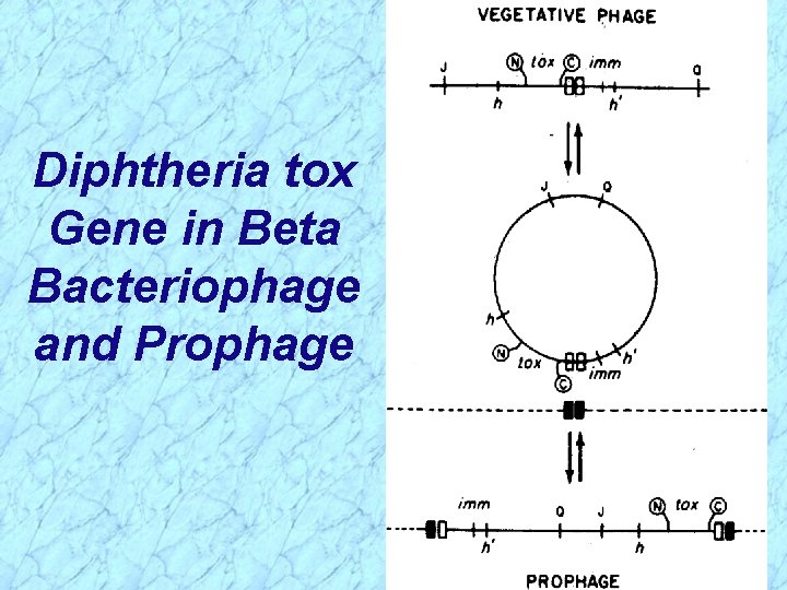 Diphtheria tox Gene in Beta Bacteriophage and Prophage 