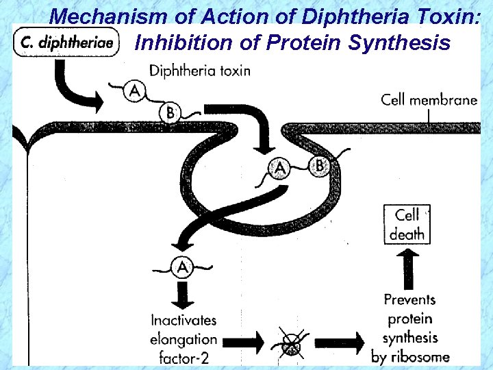 Mechanism of Action of Diphtheria Toxin: Inhibition of Protein Synthesis 