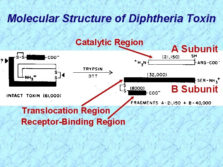 Molecular Structure of Diphtheria Toxin Catalytic Region A Subunit B Subunit Translocation Region Receptor-Binding