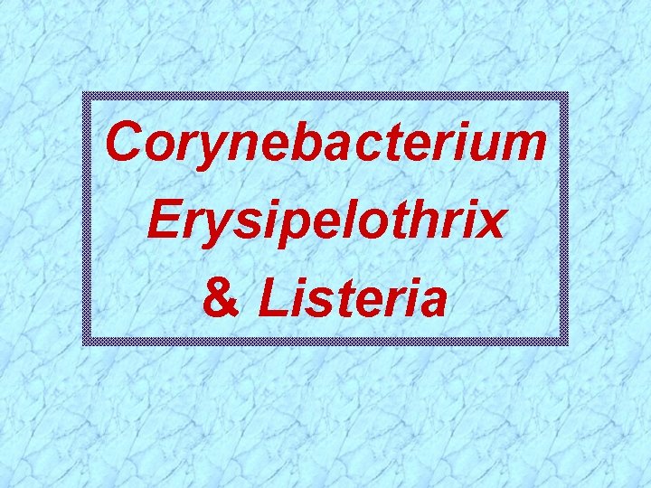 Corynebacterium Erysipelothrix & Listeria 