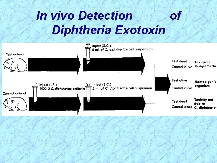In vivo Detection of Diphtheria Exotoxin 