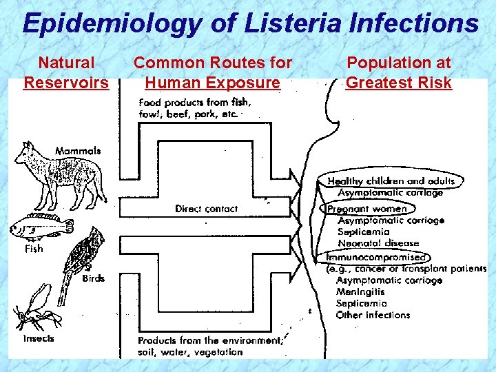 Epidemiology of Listeria Infections Natural Reservoirs Common Routes for Human Exposure Population at Greatest