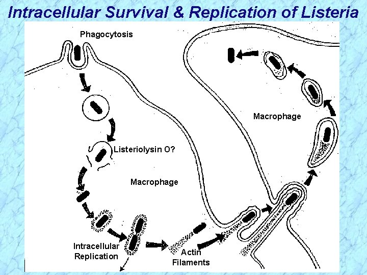 Intracellular Survival & Replication of Listeria Phagocytosis Macrophage Listeriolysin O? Macrophage Intracellular Replication Actin