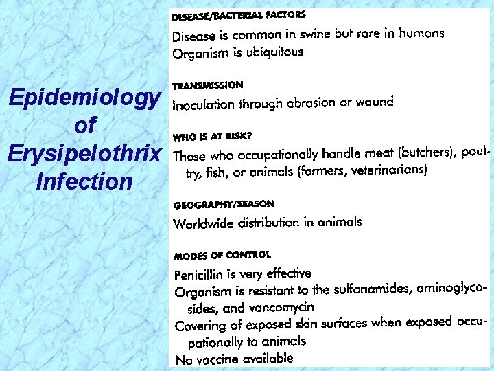 Epidemiology of Erysipelothrix Infection 