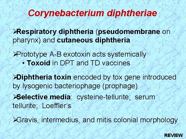 Corynebacterium diphtheriae Respiratory diphtheria (pseudomembrane on pharynx) and cutaneous diphtheria Prototype A-B exotoxin acts