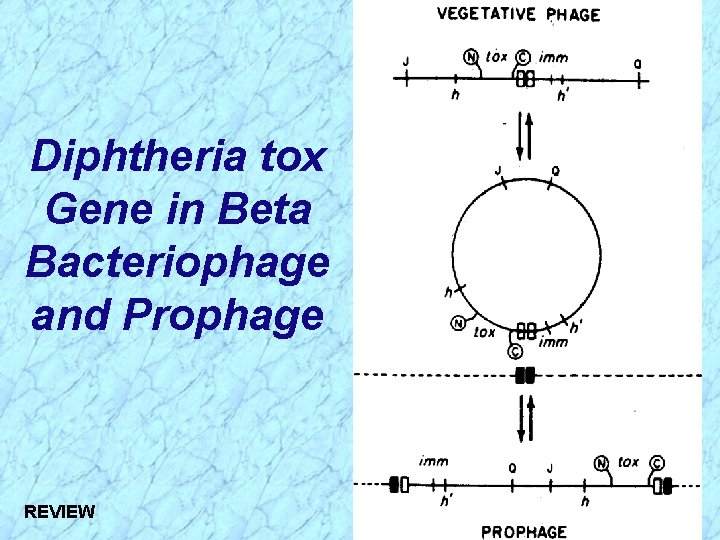 Diphtheria tox Gene in Beta Bacteriophage and Prophage REVIEW 