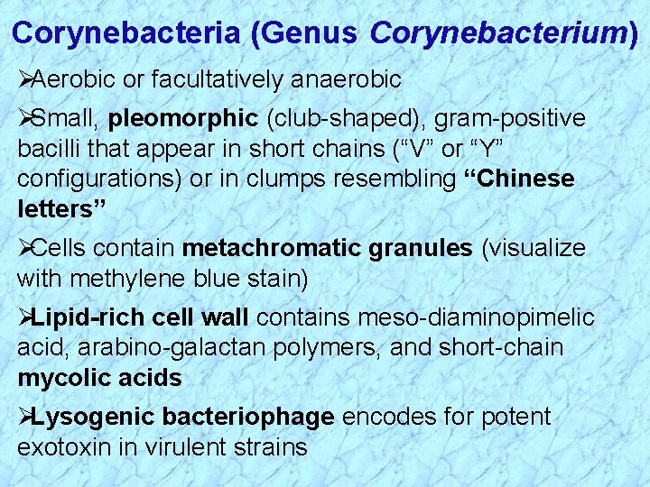 Corynebacteria (Genus Corynebacterium) Aerobic or facultatively anaerobic Small, pleomorphic (club-shaped), gram-positive bacilli that appear