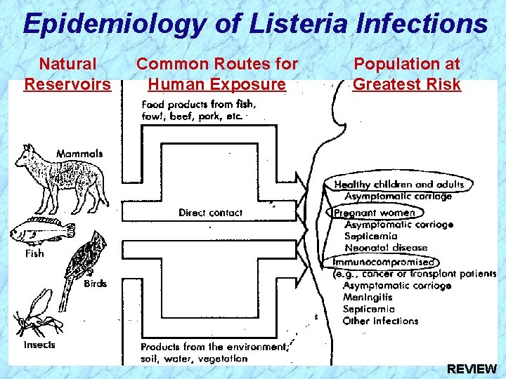 Epidemiology of Listeria Infections Natural Reservoirs Common Routes for Human Exposure Population at Greatest