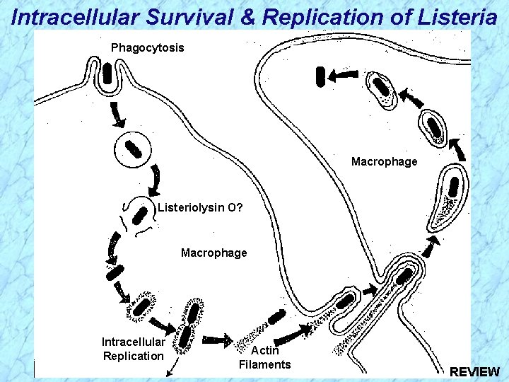 Intracellular Survival & Replication of Listeria Phagocytosis Macrophage Listeriolysin O? Macrophage Intracellular Replication Actin