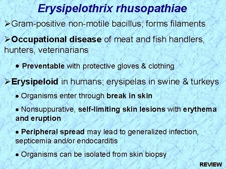 Erysipelothrix rhusopathiae Gram-positive non-motile bacillus; forms filaments Occupational disease of meat and fish handlers,