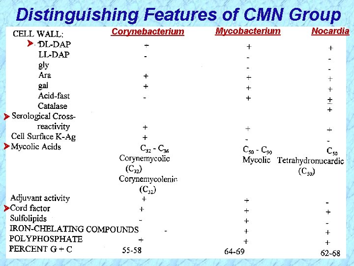 Distinguishing Features of CMN Group Corynebacterium Mycobacterium Nocardia 