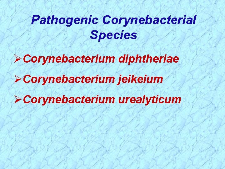Pathogenic Corynebacterial Species Corynebacterium diphtheriae Corynebacterium jeikeium Corynebacterium urealyticum 