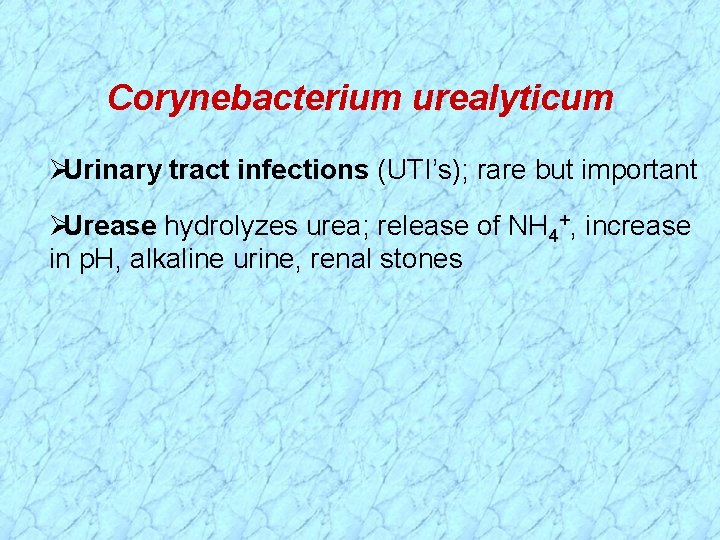 Corynebacterium urealyticum Urinary tract infections (UTI’s); rare but important Urease hydrolyzes urea; release of
