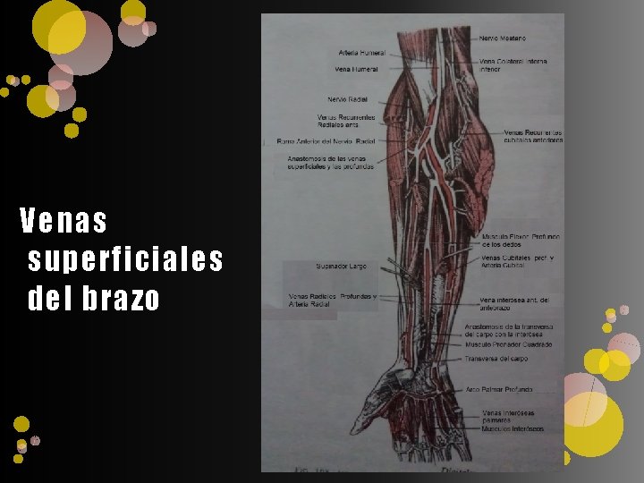 Venas superficiales del brazo 