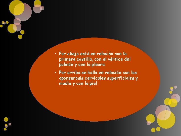  • Por abajo está en relación con la primera costilla, con el vértice