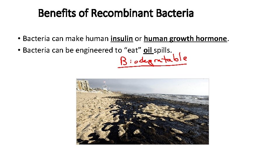 Benefits of Recombinant Bacteria • Bacteria can make human insulin or human growth hormone.