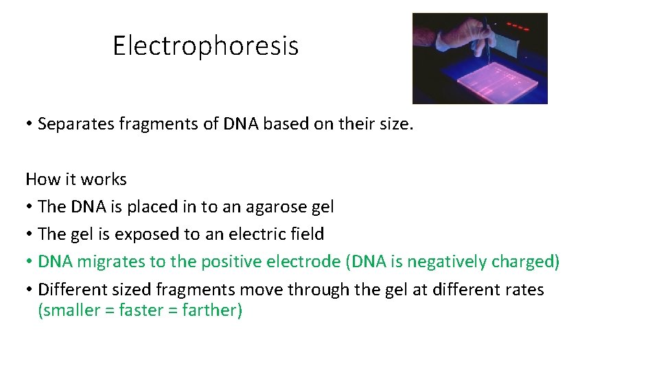 Electrophoresis • Separates fragments of DNA based on their size. How it works •