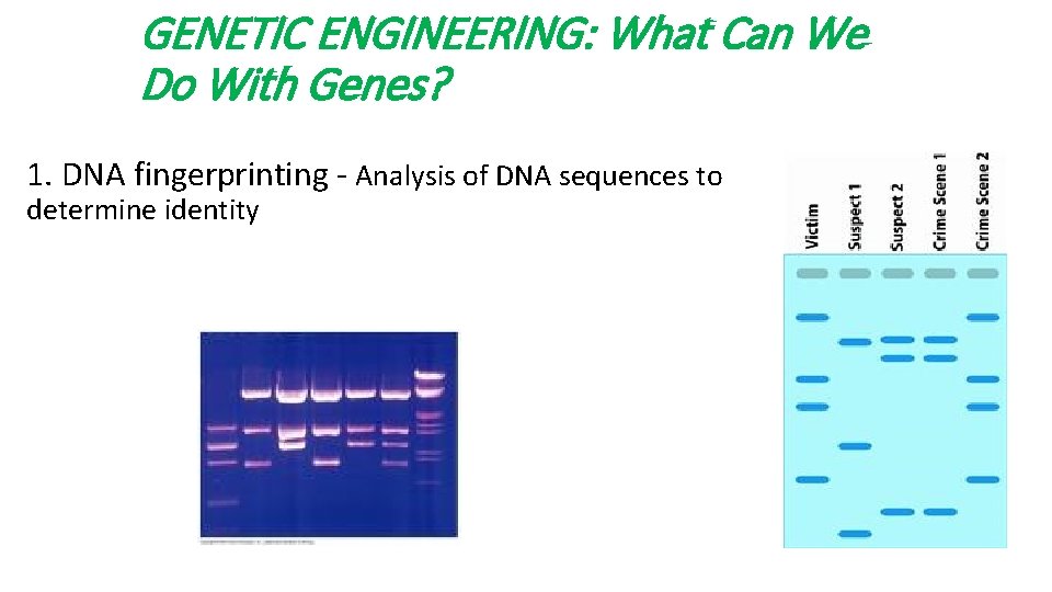 GENETIC ENGINEERING: What Can We Do With Genes? 1. DNA fingerprinting - Analysis of